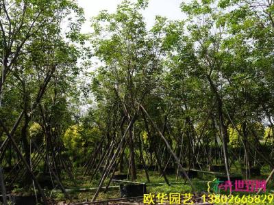 黄花风铃木